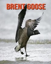 Brent Goose