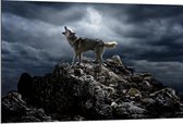 Dibond - Huilende Wolf op Rots - 120x80cm Foto op Aluminium (Met Ophangsysteem)