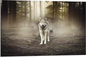 Dibond - Wolf in het Bos - 90x60cm Foto op Aluminium (Met Ophangsysteem)