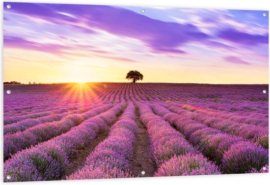 Tuinposter – Zonnestralen bij Boom in Lavendelveld - 150x100cm Foto op Tuinposter  (wanddecoratie voor buiten en binnen)