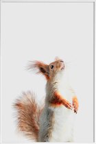 JUNIQE - Poster met kunststof lijst Red Squirrel II -13x18 /Grijs &