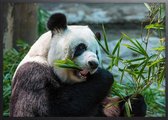 Poster Met Zwarte Lijst - Mooie Panda Poster