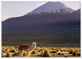 Poster Met Witte Lijst - Lama Bolivia Poster
