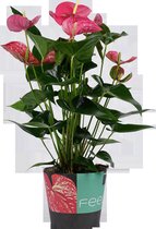 Decorum Anthurium Maine - Luchtzuiverende Kamerplant - 60cm