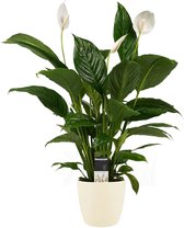 Decorum Spathiphyllum Vivaldi - Luchtzuiverende Kamerplant - Lepelplant - Met Elho® Bloempot Soap - 60cm