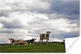 Liggende koeien in de wei 180x120 cm XXL / Groot formaat! - Foto print op Poster (wanddecoratie woonkamer / slaapkamer)