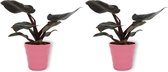 2x Kamerplant Philodendron Black Cardinal  | Speciale Kamerplant | ± 25cm hoog | 12cm diameter - in roze pott