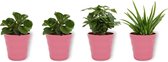 Set van 4 Kamerplanten - 2x Peperomia Green Gold & 1x Coffea Arabica & 1x Peperomia Green Gold - ± 25cm hoog - 12cm diameter - in roze pot