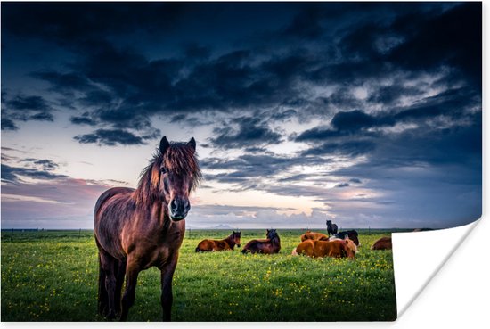 Liggende IJslandse paarden in het gras poster papier 90x60 cm - Foto print op Poster (wanddecoratie woonkamer / slaapkamer) / Wilde dieren Poster