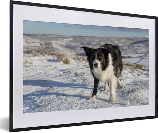 Fotolijst incl. Poster - Een border collie op de sneeuwheuvels - 60x40 cm - Posterlijst