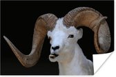 Affiche Buck - Animaux - Corne - 30x20 cm