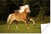 Poster Haflinger paard in galop - 180x120 cm XXL