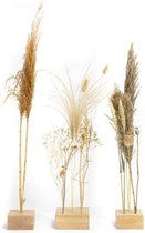 Growing Concepts Freya - Eiken standaard set van 3 droogbloemen 10cm / 55cm / Droogbloemen