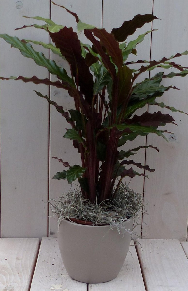 Calathea rood blad taupe pot 40 cm