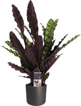 Decorum Calathea Insigne avec Elho B.pour anthracite soft – ↨ 55cm – ⌀ 14cm