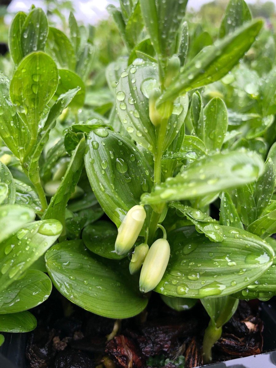 6 x Polygonatum humile - Salamonszegel - P9 Pot (9 x 9cm) - Dima Vaste Planten