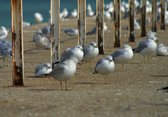 Tuinposter - Zee - Strand in wit / beige / grijs / blauw   - 80 x 120 cm.