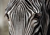 Tuinposter - Dieren - Wildlife / Zebra in wit / zwart  - 80 x 120 cm.