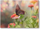 Kleine zwarte satyrium vlinder op een roze bloem - 120 Stukjes puzzel voor volwassenen - Dieren - Natuur - Bloemen