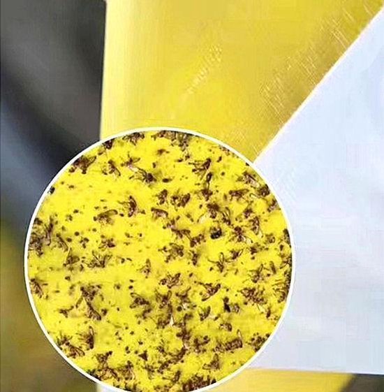 gele lijmvallen 20 stuks vangplaten