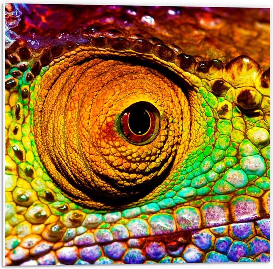 Forex - Oog van Kameleon - 50x50cm Foto op Forex