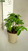 Pachysandra terminalis - pot Ø 11 cm - Planten  - MyPalmShop