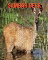 Sambar Deer