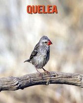 Quelea
