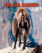 Gelada Baboon