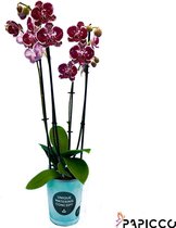 Papicco FESTIVAL Celebrate - Orchidee - 4-tak - Phalaenopsis - Rood
