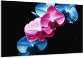 Glasschilderij Tulp - Roze, Blauw, Zwart - 120x70cm 1Luik - Foto Op Glas - Geen Acrylglas Schilderij - GroepArt 6000+ Glasschilderijen Art Collectie - Wanddecoratie - Woonkamer - Slaapkamer