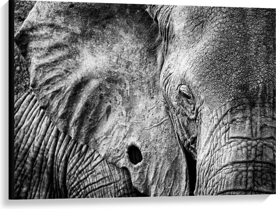 Canvas  - Close up van Zwart/Witte Olifant - 100x75cm Foto op Canvas Schilderij (Wanddecoratie op Canvas)