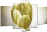 Glasschilderij Tulp - Groen, Grijs - 170x100cm 5Luik - Foto Op Glas - Geen Acrylglas Schilderij - 6000+ Glasschilderijen Collectie - Wanddecoratie