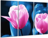 Glasschilderij Tulp - Roze, Blauw - 120x80cm 3Luik - Foto Op Glas - Geen Acrylglas Schilderij - GroepArt 6000+ Glas Art Collectie - Maatwerk Mogelijk
