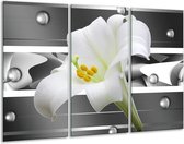 Peinture sur verre fleur | Gris, blanc, vert | 120x80cm 3 Liège | Tirage photo sur verre | F004678