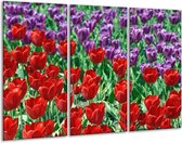 Peinture sur verre tulipe | Rouge, violet, vert | 120x80cm 3 Liège | Tirage photo sur verre |  F002653