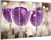 GroepArt - Schilderij -  Tulp - Paars, Wit - 120x80cm 3Luik - 6000+ Schilderijen 0p Canvas Art Collectie