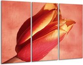 Peinture sur toile Tulipe | Rouge, orange, jaune | 120x80cm 3 Liège
