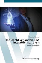 Die Identifikation von Cib1 Interaktionspartnern