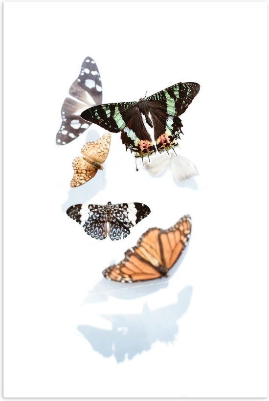 Poster – Vijf Vlinders op Witte Achtergrond - 40x60cm Foto op Posterpapier