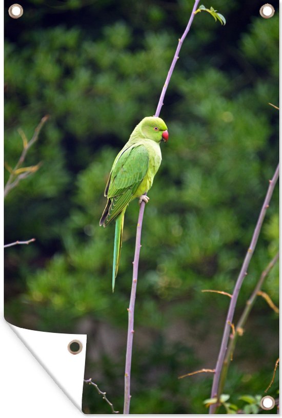 Foto: Tuinposter tuindoek tuinposters buiten een halsbandparkiet in een groene omgeving 80x120 cm tuin