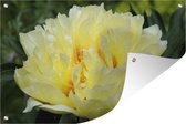 Affiche de jardin pivoine jaune vue de face 90x60 cm - Toile de jardin / Toile d'extérieur / Peintures d'extérieur (décoration de jardin)