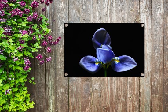 Décoration de jardin Iris pour fond noir - 60x40 cm - Affiche de jardin - Toile de jardin