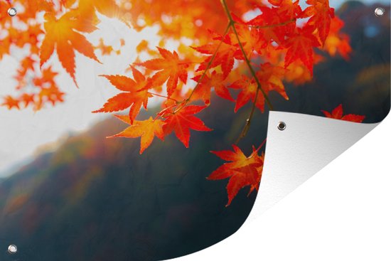 Tuindecoratie Herfstbladeren in Japan - 60x40 cm - Tuinposter - Tuindoek - Buitenposter