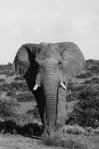 Olifant zwart / wit - Foto op dibond - woondecoratie - 60 x 80 cm