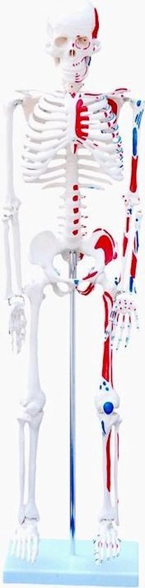 Modèle anatomique d'un squelette humain de 85 cm, avec des points d'attache musculaire rouges et bleus.