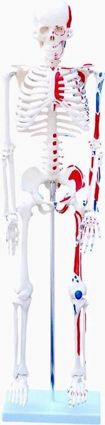 Maquette squelette 180cm + Anatomie Affiche marquage musculaire 400963