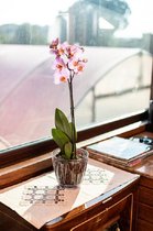 4st Transparante bloempotten voor orchideeën of planten en bloemen 0.7L