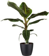 Decorum Musa Dwarf Cavendish - Kamerplant - Bananenplant - Met Elho® Brussels Bloempot Zwart  - 80cm