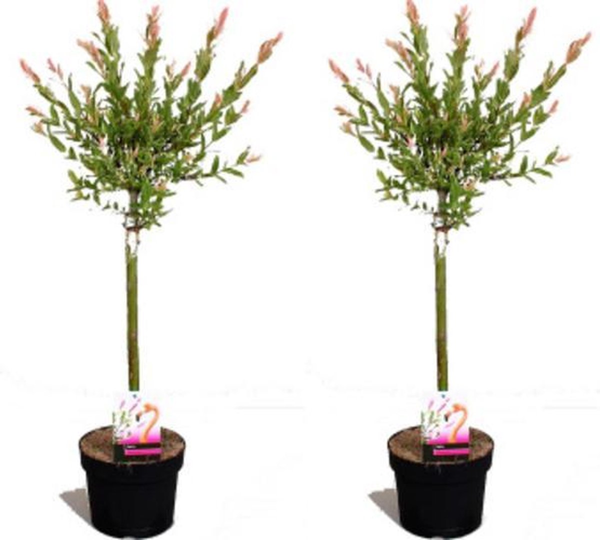 komen Meestal schoonmaken Set van 2 Salix Flamingo Bomen – Winterharde Bomen – Inclusief Kwekerspot |  bol.com